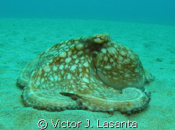 Caribbean reef octopus at crash boat dive site in Aguadil... by Victor J. Lasanta 